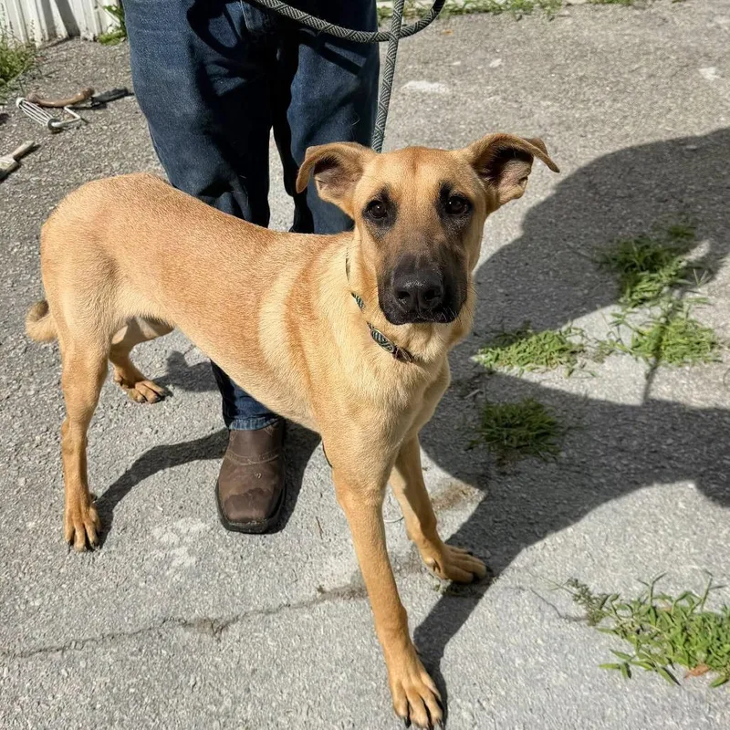 A young large-sized male Yellow / Tan / Blond / Fawn Great Dane dog named Dobbie for adoption in Washington, DC