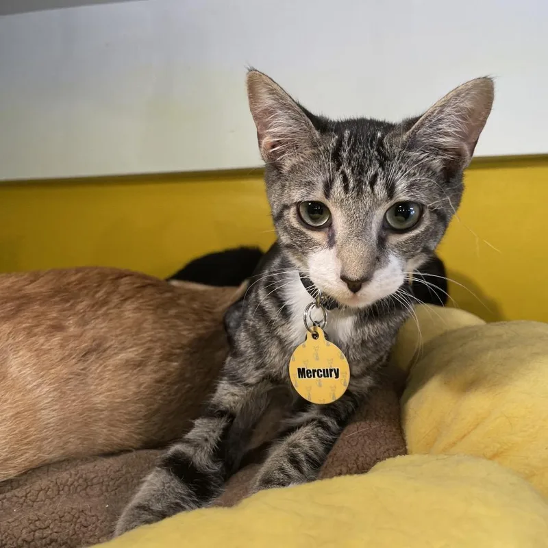 A young large-sized male White Domestic Short Hair cat named Mercury for adoption in Howard beach, NY