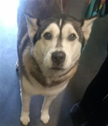 An adult large-sized female Siberian Husky dog named Penny Lane for adoption in Los Angeles, CA