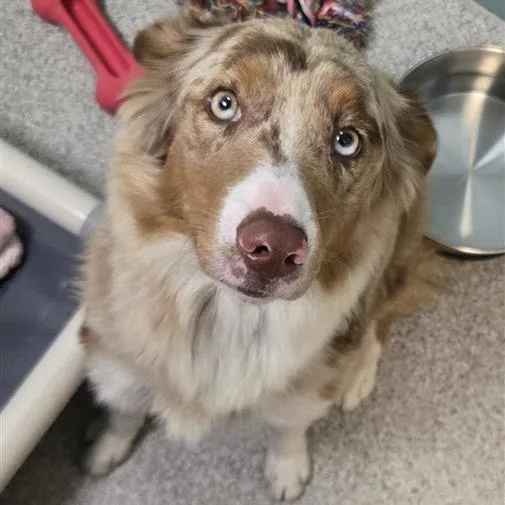 A young medium-sized female Red / Chestnut / Orange Australian Shepherd dog named Ember for adoption in Washington Township, OH