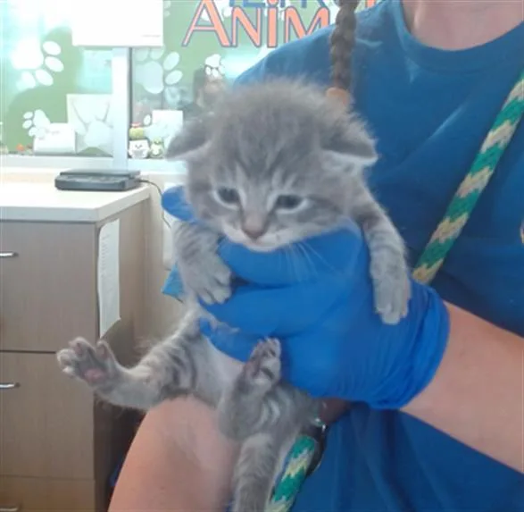 A baby small-sized female Domestic Short Hair cat named Annie for adoption in Louisville, KY