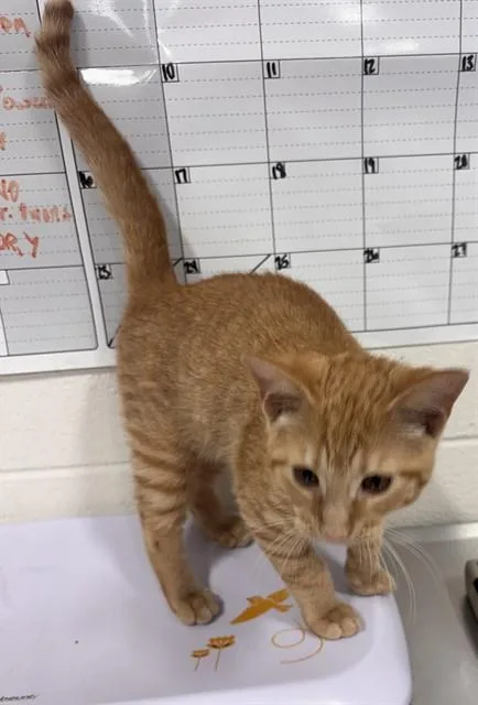 A young medium-sized male Domestic Short Hair cat named Paxson for adoption in Upper Marlboro, MD