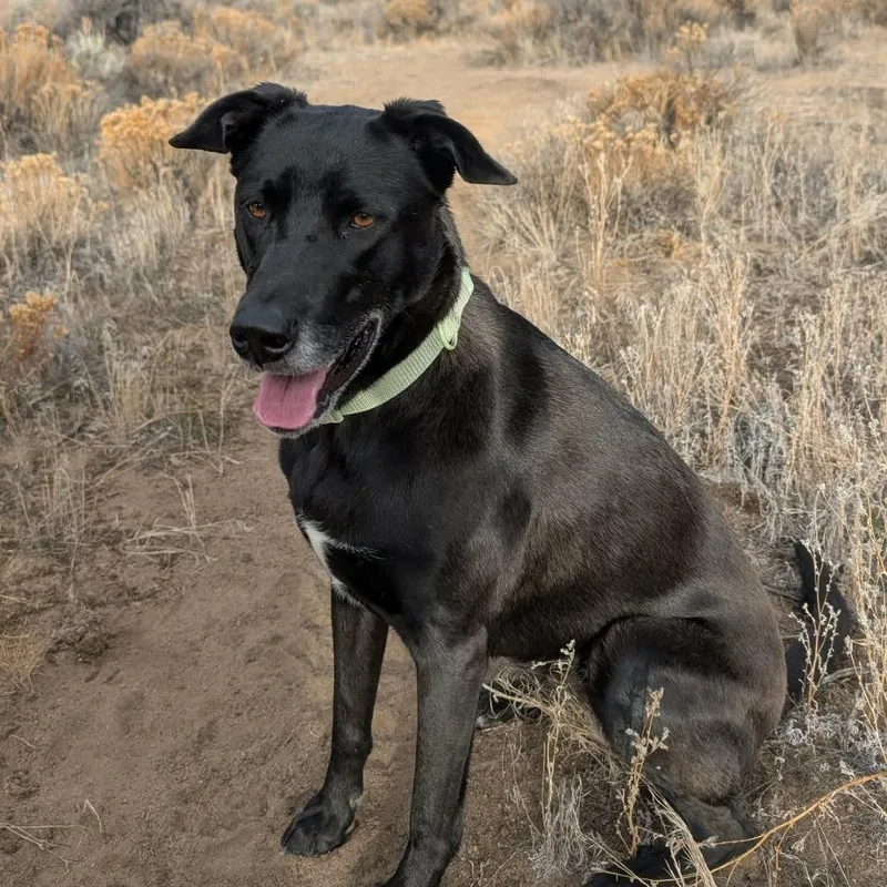 Obsidian thumbnail 4