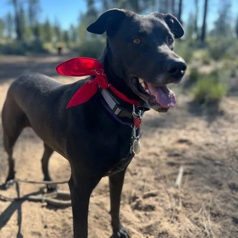 Obsidian thumbnail 5