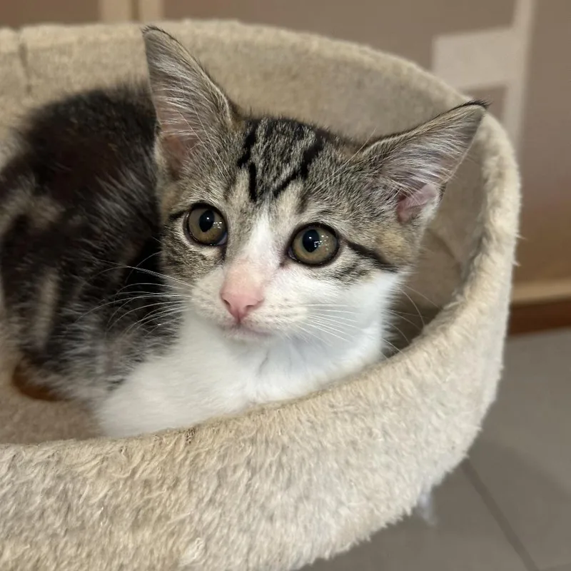 A baby small-sized female Brown / Chocolate Domestic Short Hair cat named Pretzel Bite for adoption in Austin, TX