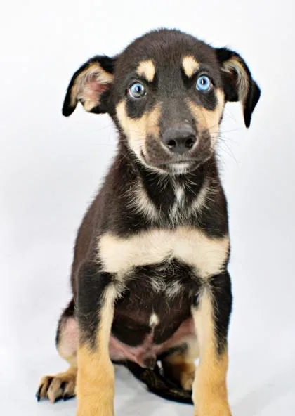 A baby large-sized male Husky dog named Gourd for adoption in Morton Grove, IL