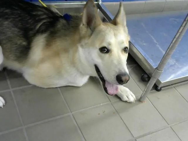 An adult large-sized male German Shepherd Dog dog named Kramer for adoption in Albuquerque, NM