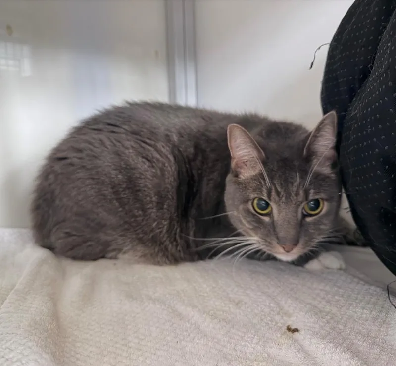 An adult medium-sized male Domestic Short Hair cat named Casper for adoption in Raleigh, NC