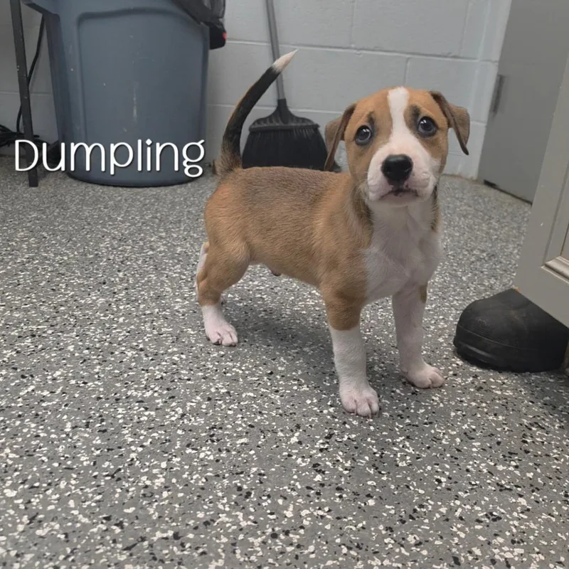 A baby small-sized male Brown / Chocolate Pit Bull Terrier dog named Dumpling for adoption in Parkersburg, WV