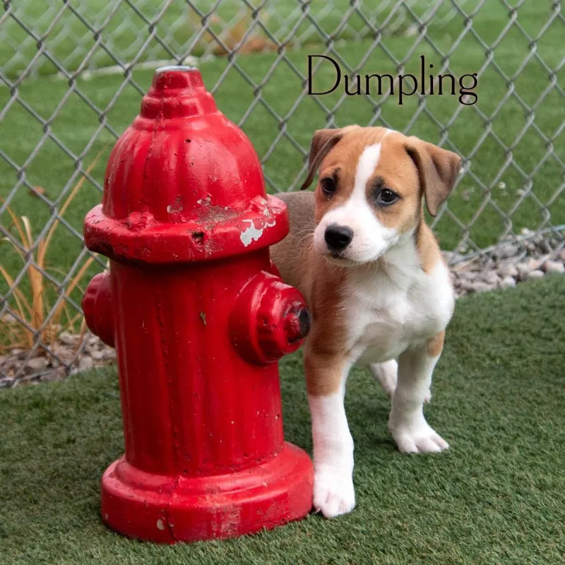 Dumpling thumbnail 2