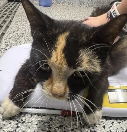 An adult small-sized female Domestic Short Hair cat named Plum for adoption in West Chester, PA