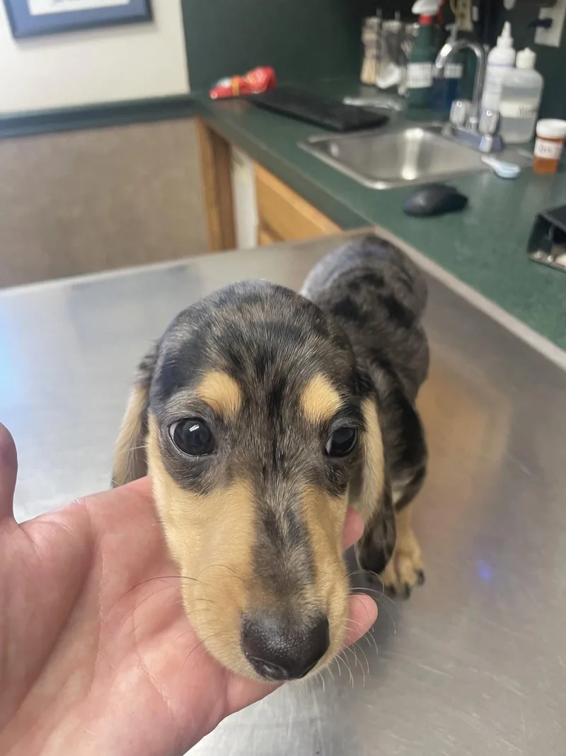 A baby small-sized male Dachshund dog named Dawson for adoption in Austin, TX