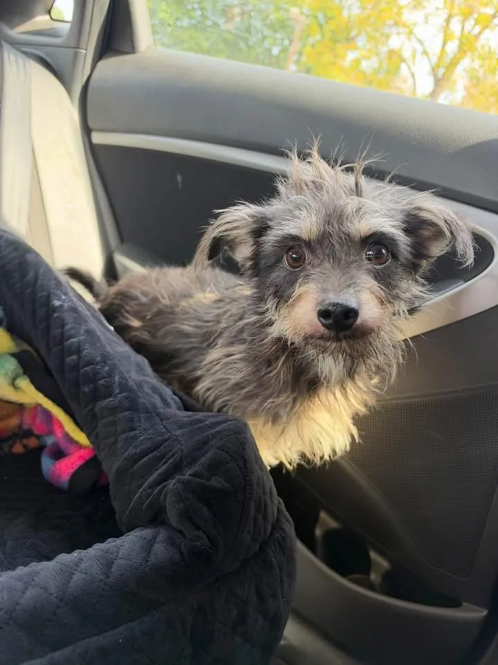 A young small-sized male Terrier dog named Gus for adoption in Berlin, NJ