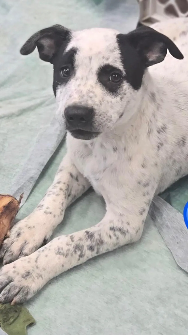 A baby medium-sized male White / Cream Australian Cattle Dog / Blue Heeler dog named Barkbeque for adoption in Evergreen, CO