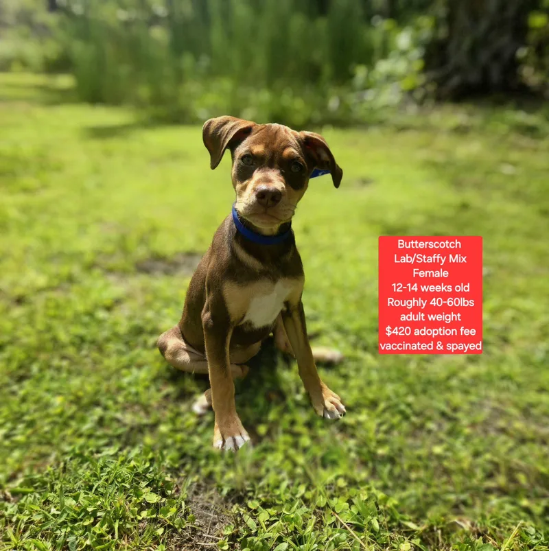 A baby medium-sized female Labrador Retriever dog named Butterscotch for adoption in Oviedo, FL