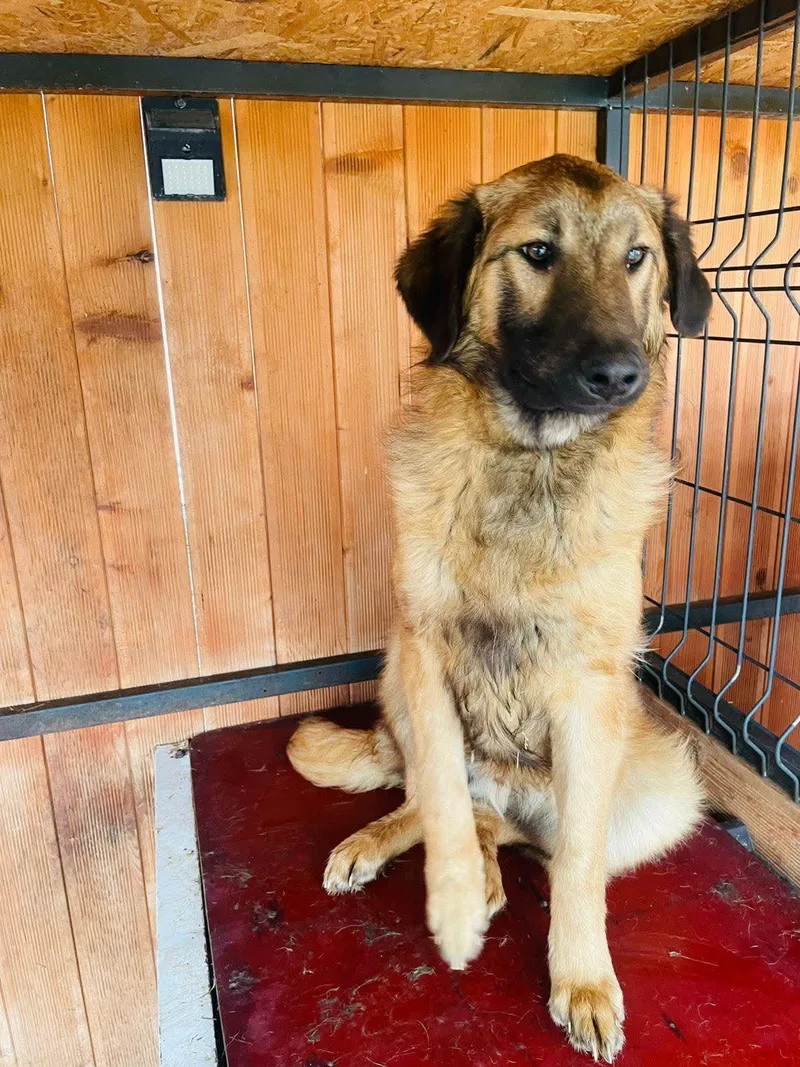 Rocco Alabania