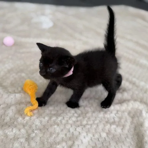 A baby small-sized female Domestic Short Hair cat named Lilibet for adoption in Plantation, FL