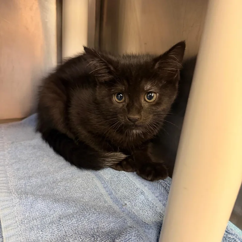 A baby small-sized female Domestic Short Hair cat named Thermal for adoption in Perkiomenville, PA