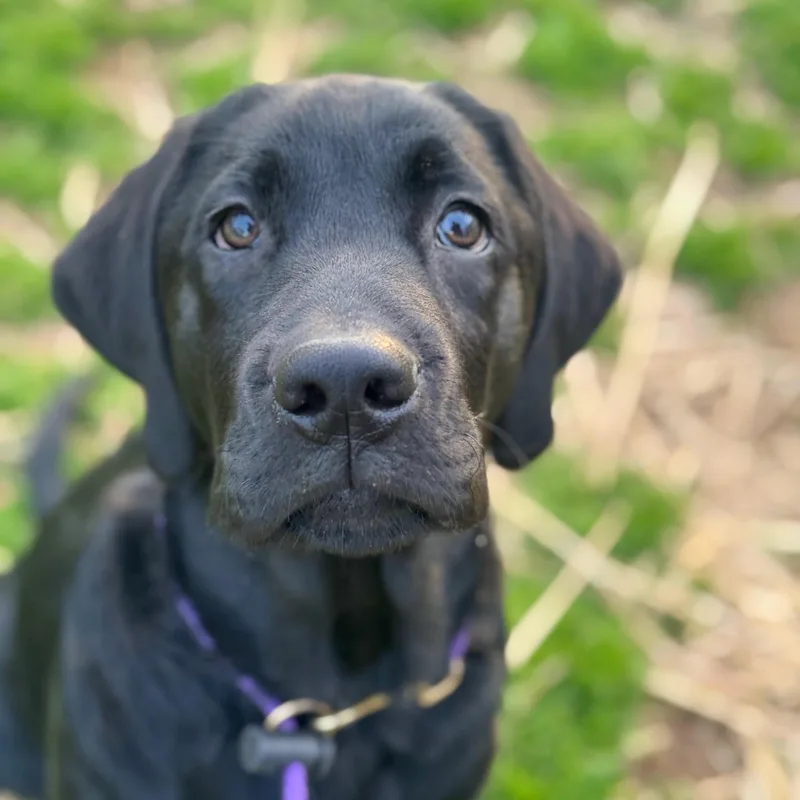 A baby large-sized male Black Labrador Retriever dog named Forrest for adoption in Indianapolis, IN