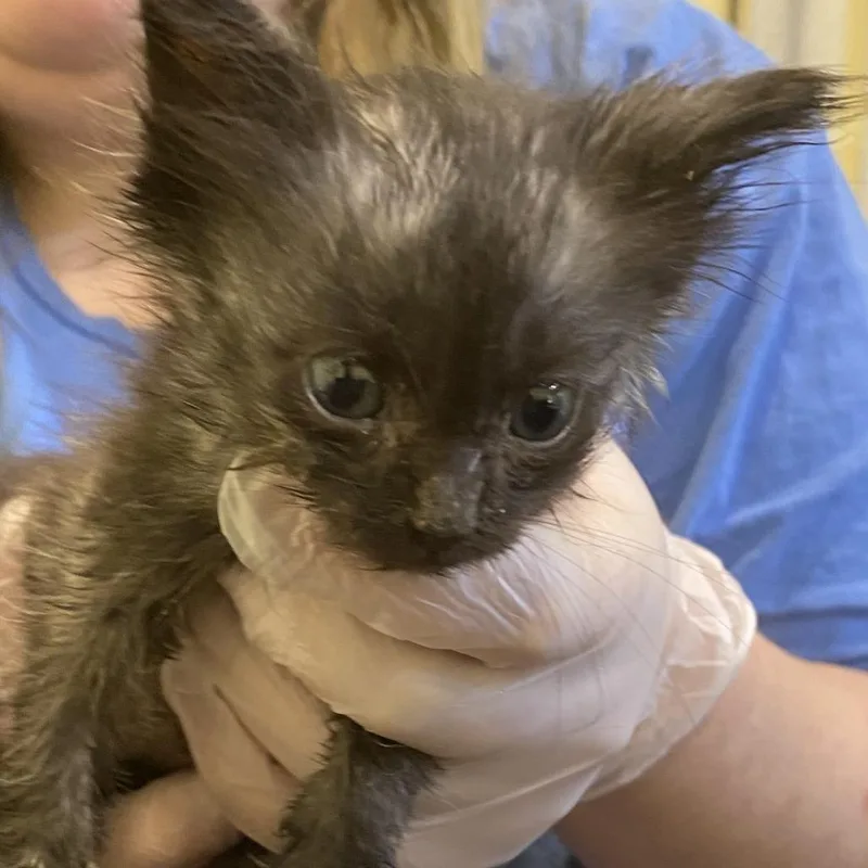 A baby small-sized female Black Domestic Long Hair cat named Chimchar for adoption in Lynchburg, VA