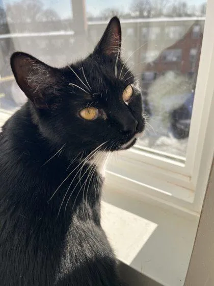 An adult small-sized female Domestic Short Hair cat named Petunia for adoption in West Chester, PA