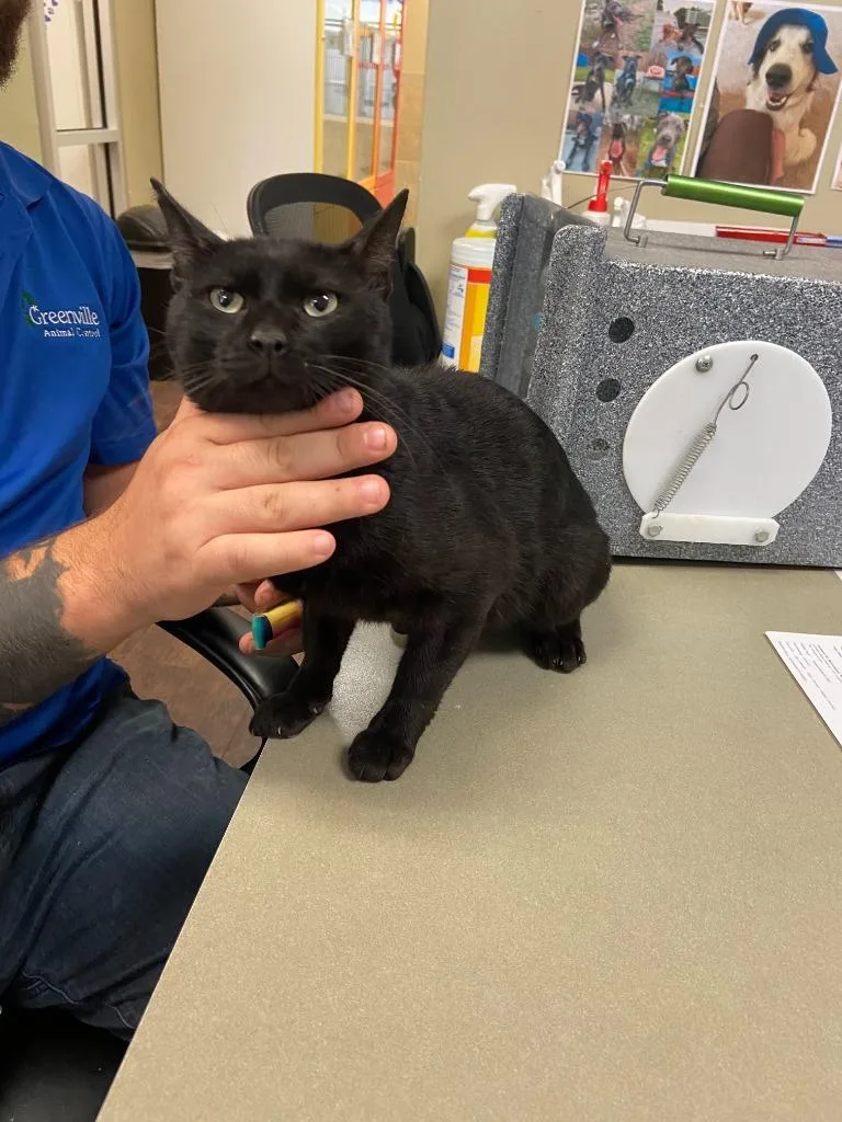 An adult medium-sized male Domestic Short Hair cat named Cat Condo for adoption in Greenville, TX