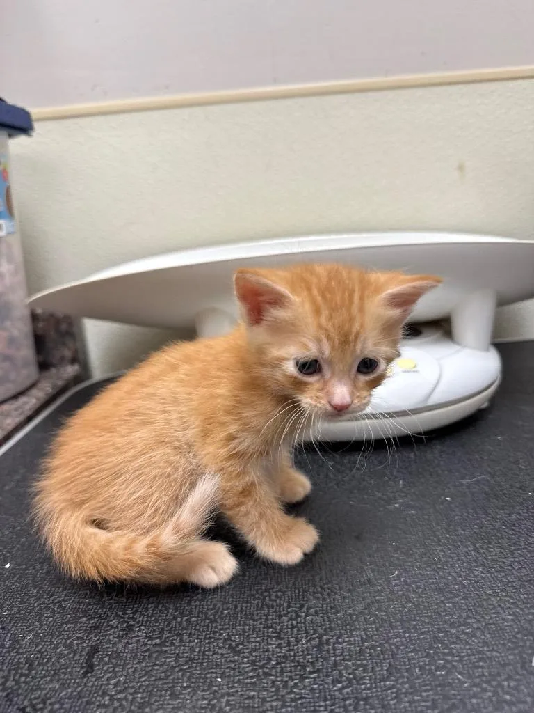A baby medium-sized male Domestic Short Hair cat named Jerry for adoption in Great Bend, KS