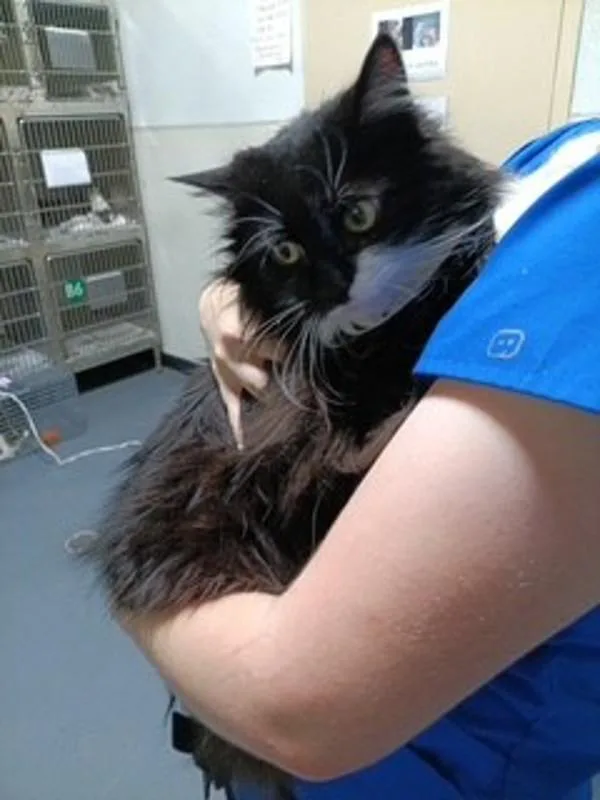 An adult extra large-sized female Domestic Long Hair cat named Ophelia for adoption in Dallas, GA