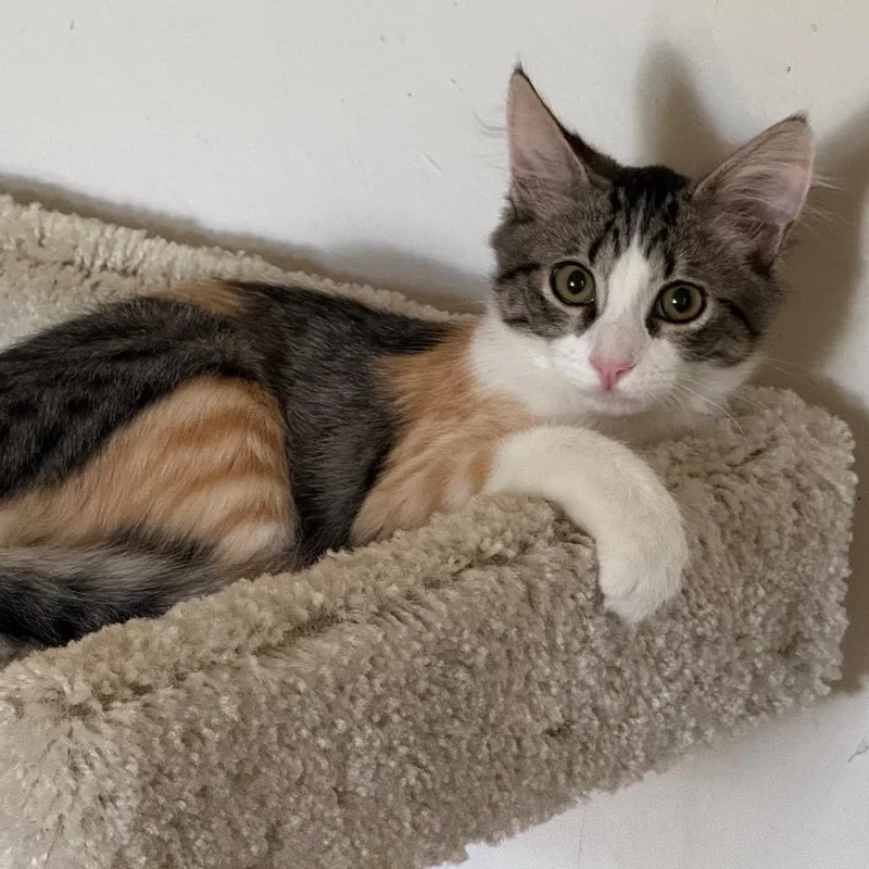 A baby small-sized female Torbie Domestic Long Hair cat named Polly for adoption in Pleasanton, CA