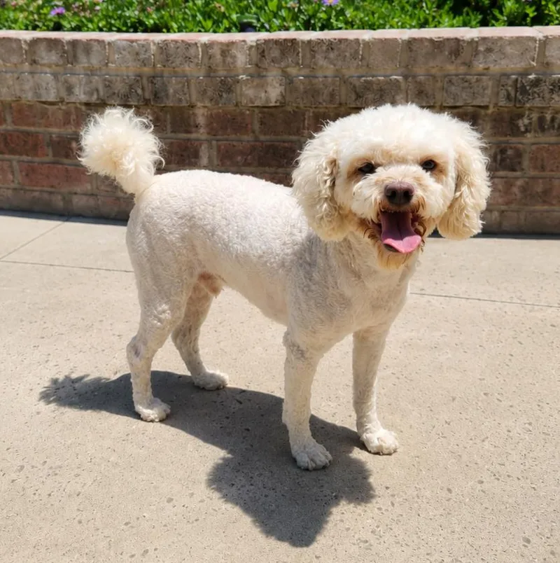 An adult small-sized male Yellow / Tan / Blond / Fawn Maltipoo dog named Michael for adoption in Lathrop, CA
