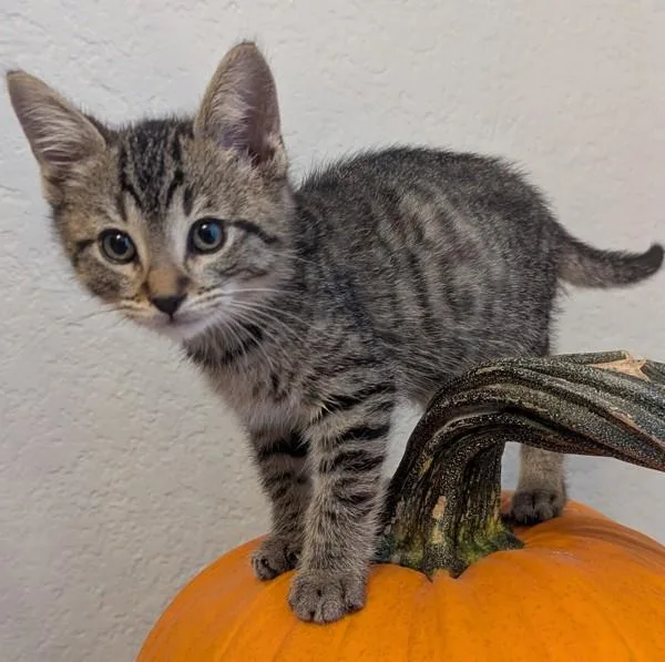 A baby small-sized female Domestic Short Hair cat named Basil for adoption in Oakland, CA