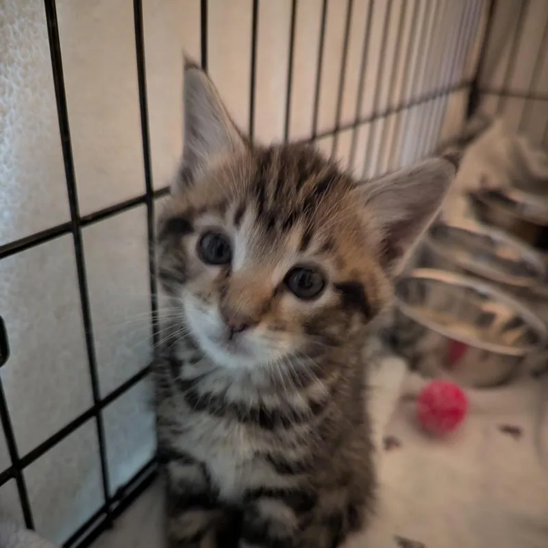 A baby small-sized male Brown / Chocolate Domestic Short Hair cat named Fern for adoption in Canton, NC