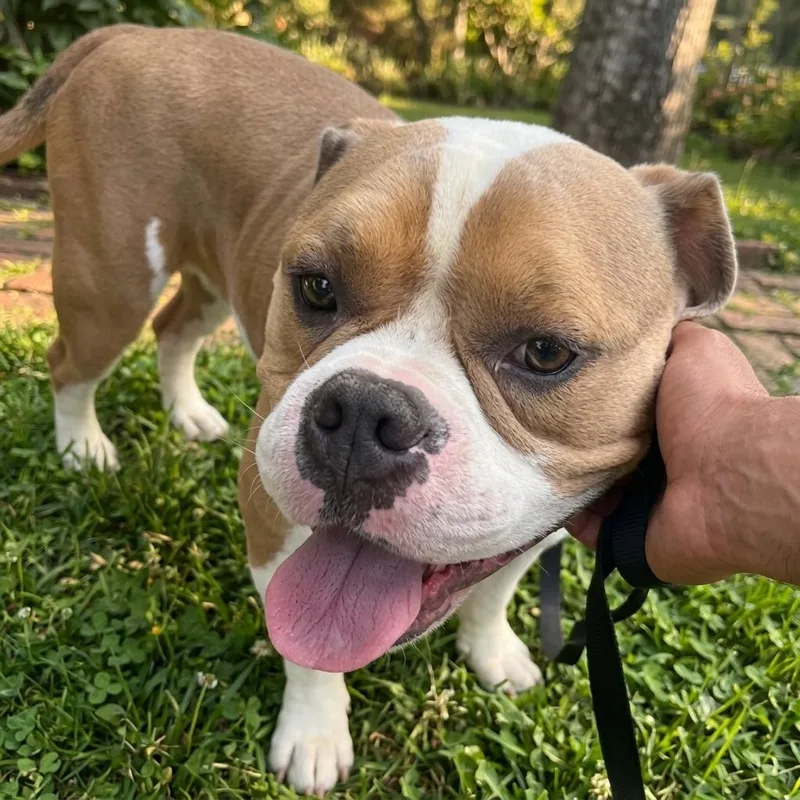 A young medium-sized male Red / Chestnut / Orange American Bulldog dog named Enzo for adoption in Brooklyn, NY
