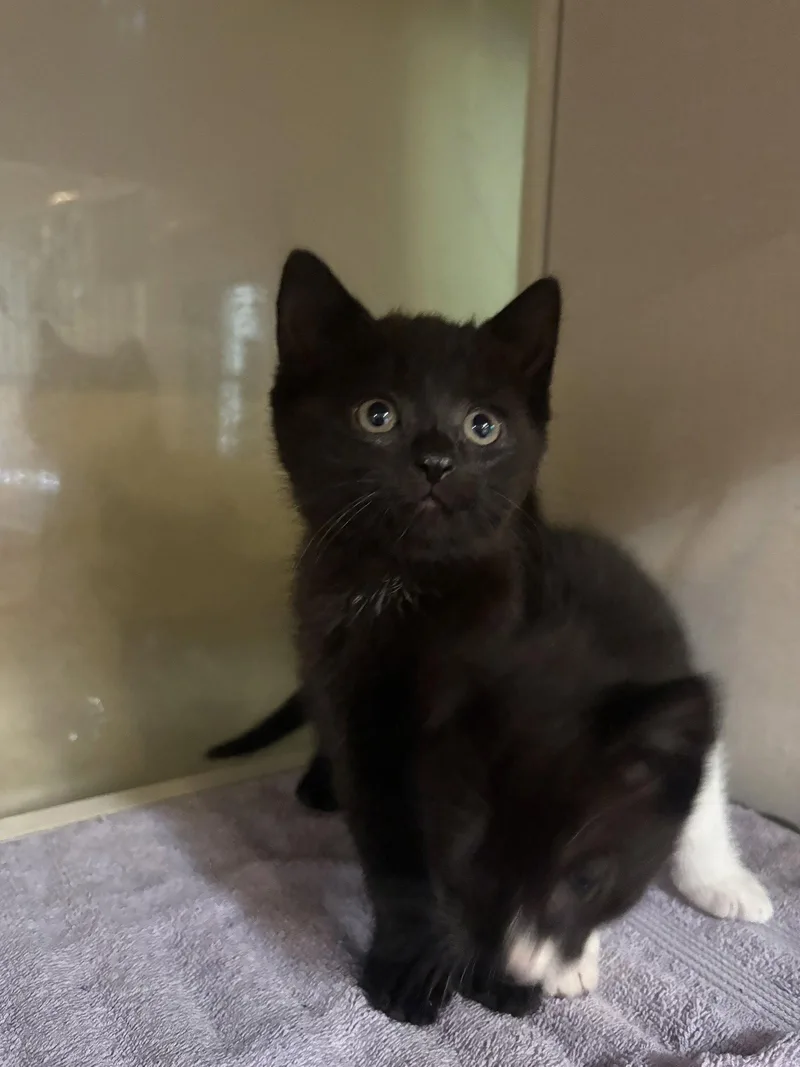 A baby medium-sized male Black Domestic Short Hair cat named Sparky for adoption in Yardley, PA