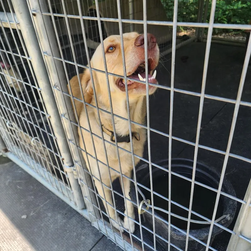 An adult large-sized male Yellow / Tan / Blond / Fawn Labrador Retriever dog named Jeff for adoption in Evensville, TN