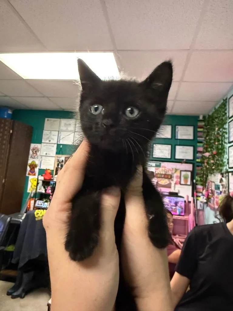 A baby medium-sized female Domestic Short Hair cat named Millipede for adoption in Rockport, TX