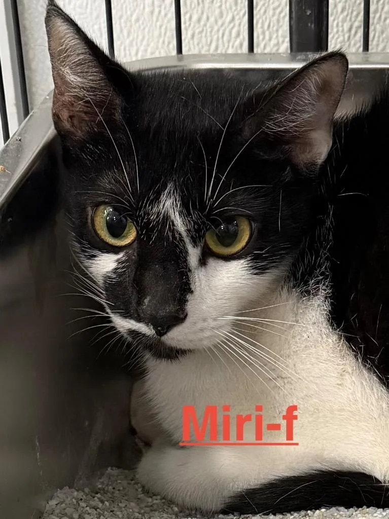 A young small-sized female Tuxedo cat named Miri for adoption in Brookhaven, MS