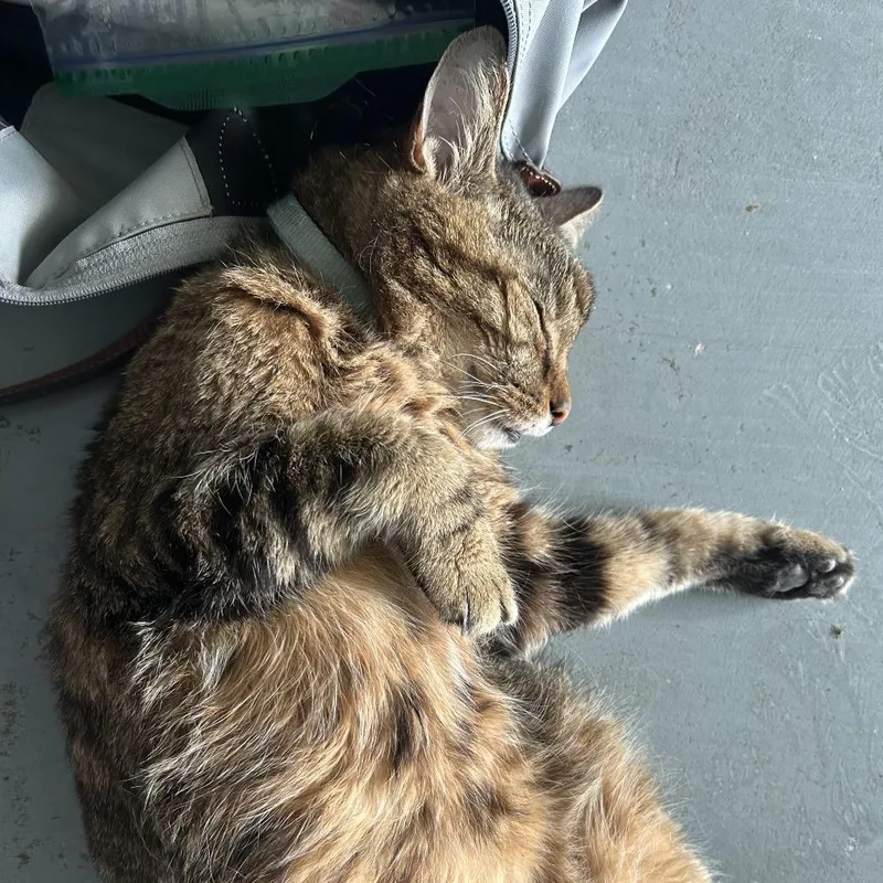 A senior small-sized male Brown / Chocolate Domestic Short Hair cat named Oscar for adoption in Sarasota, FL