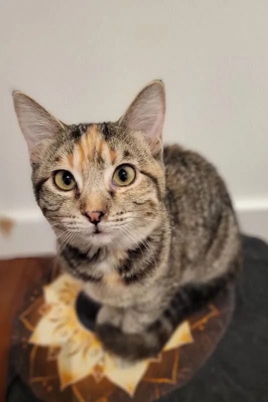 A baby medium-sized female Domestic Short Hair cat named Laura for adoption in Salt Lake City, UT
