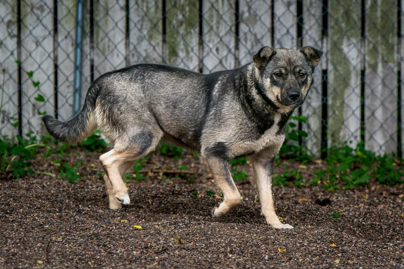 An adult medium-sized female Black Norwegian Elkhound dog named Mishka for adoption in Red Wing, MN