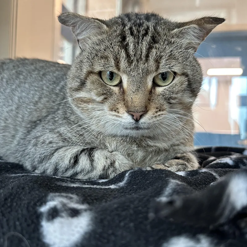 An adult medium-sized male Tabby (Brown / Chocolate) Domestic Short Hair cat named Forklift for adoption in Manassas, VA