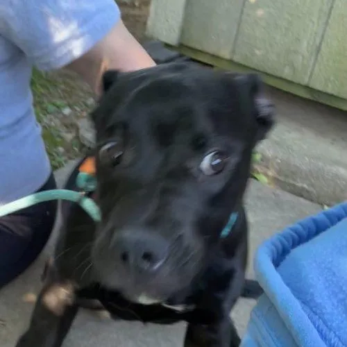 A young small-sized male Black Labrador Retriever dog named Sonic for adoption in Burlington, IA