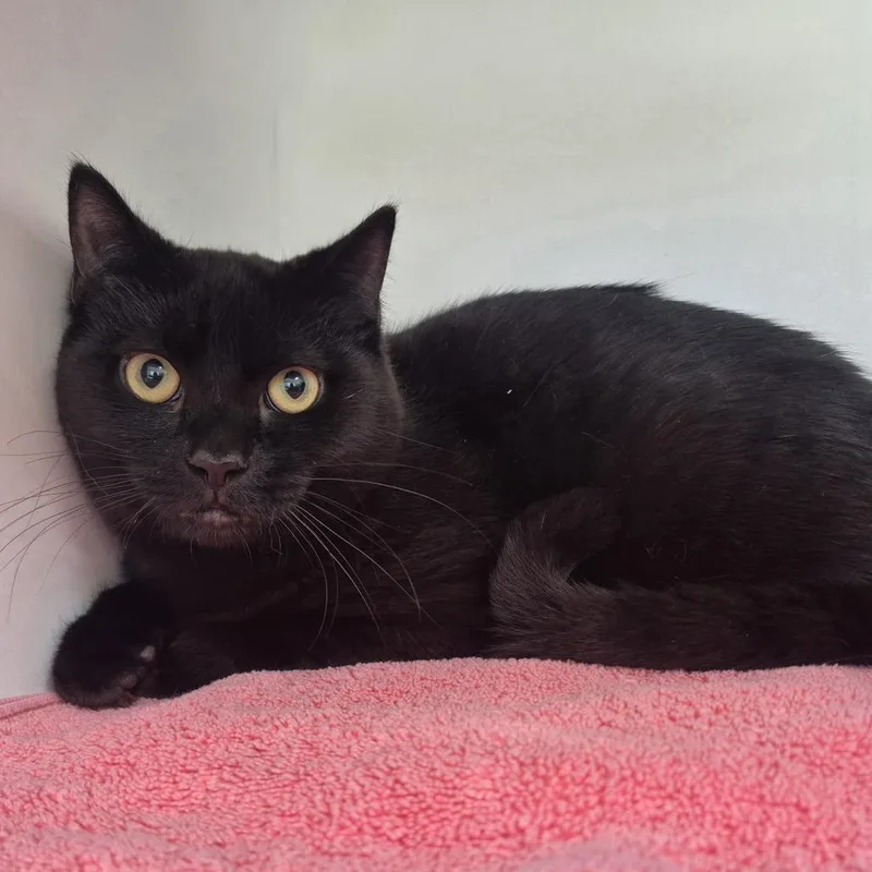 A young medium-sized male Black Domestic Short Hair cat named Nikko for adoption in Newark, NJ