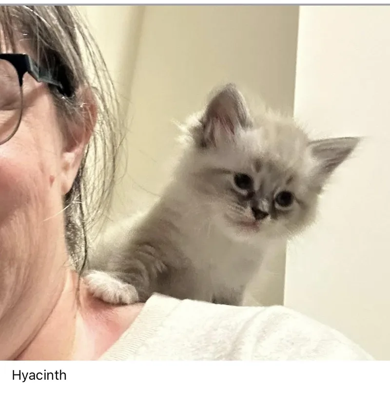 Hyacinth thumbnail 2