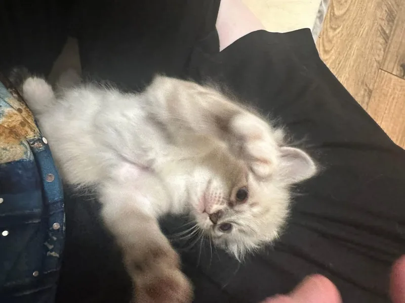 Hyacinth thumbnail 3