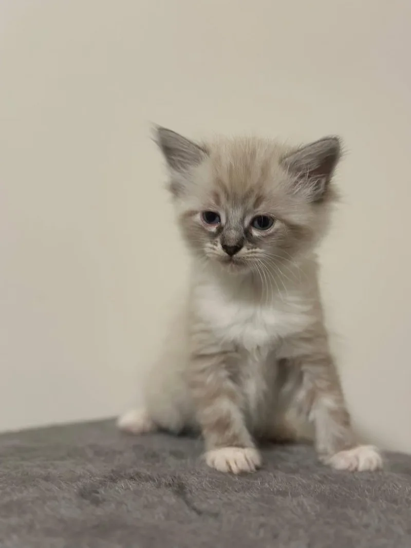 A baby medium-sized female Domestic Short Hair cat named Hyacinth for adoption in Seneca, SC