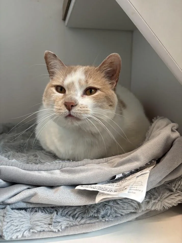 An adult large-sized female Orange & White Domestic Short Hair cat named Little Debbie for adoption in Evanston, IL