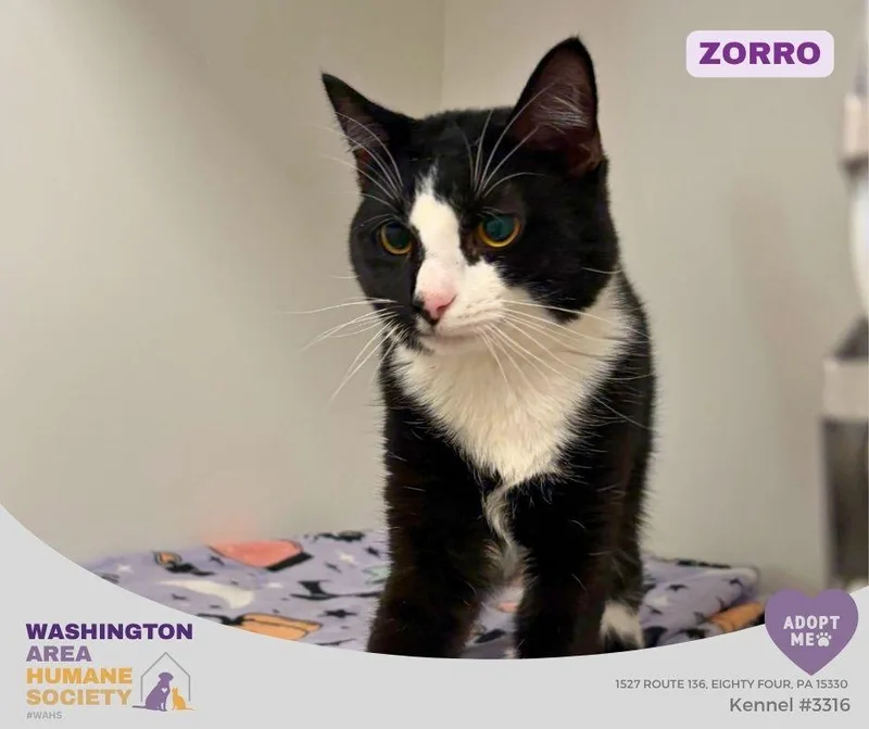 A young medium-sized male Black & White / Tuxedo Domestic Short Hair cat named Zorro for adoption in Eighty Four, PA