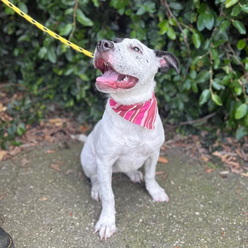 A young medium-sized female White / Cream Australian Cattle Dog / Blue Heeler dog named Eloise for adoption in Santa Barbara, CA