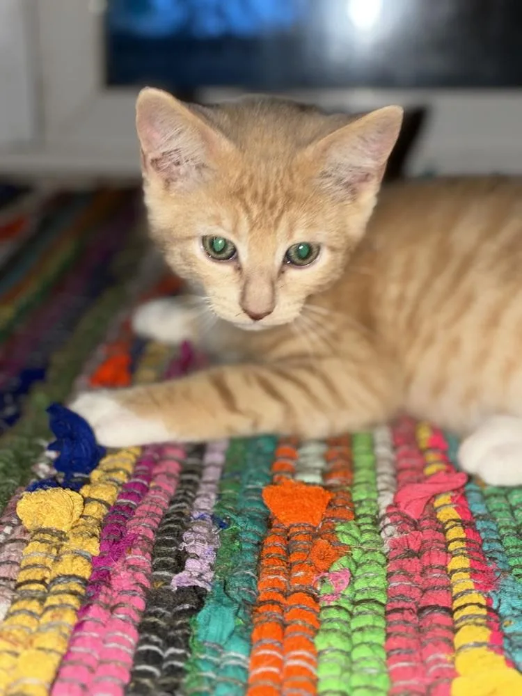 A baby small-sized male Domestic Short Hair cat named Horus for adoption in Emerald Isle, NC